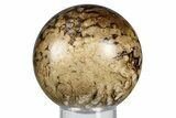 Polished Fossil Stromatolite (Chlorellopsis?) Sphere - Wyoming #369065-1